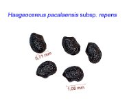 Haageocereus pacalaensis subsp. repens.jpg